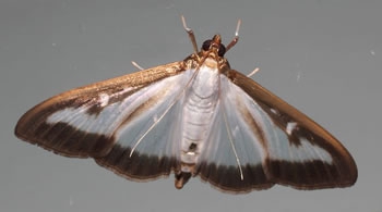 papillon 2